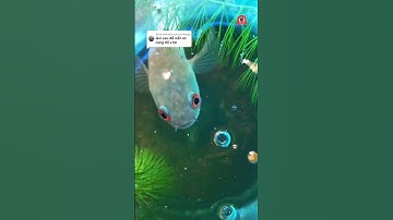 nuôi cá lóc lên mắt đỏ