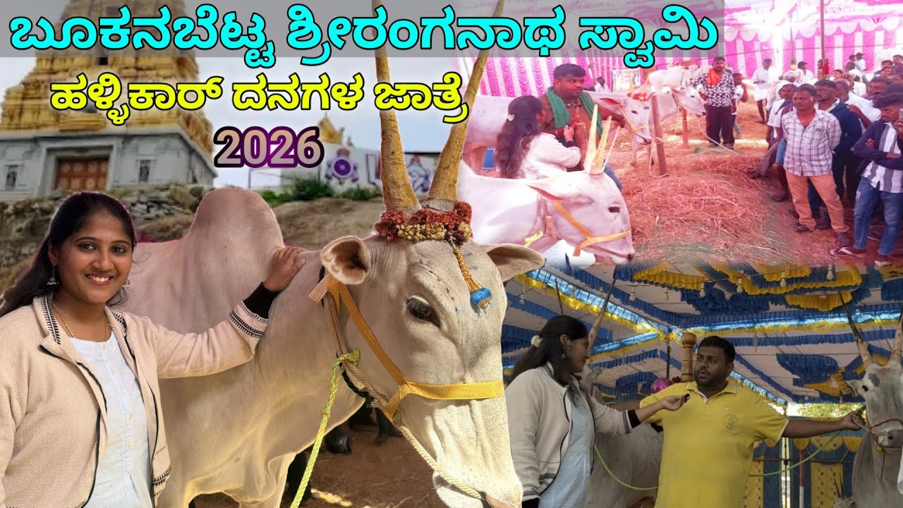 ಬೂಕನಬೆಟ್ಟ ಶ್ರೀರಂಗನಾಥ ಸ್ವಾಮಿ ಜೈ ಹಳ್ಳಿಕಾರ್ 🐂 ದನಗಳ ಜಾತ್ರೆ 2026 || SHWETHA STORIES
