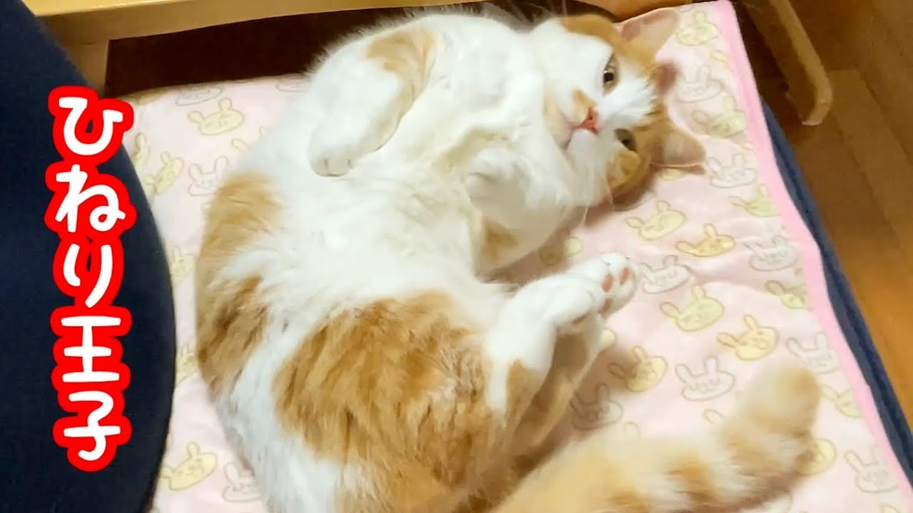 寝技の練習をしているもふもふねこがかわいい 短足マンチカン Youtube