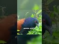 The Bird That Hunts Snakes!