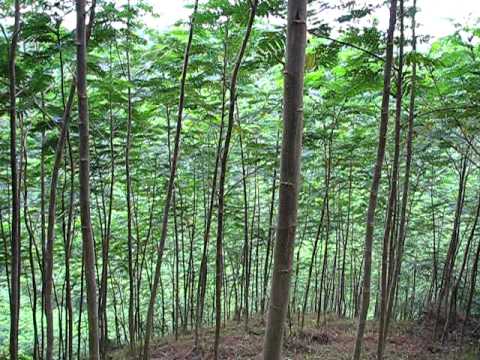 Cara Menanam Pohon Sengon (Albasia) Yang Baik Supaya Cepat Besar- Sengon (Albizia Chinensis)