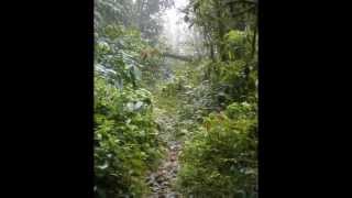 Cloud Rainforest 30 second Trailer