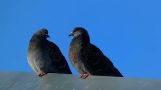 Воркование сизого голубя Columba livia