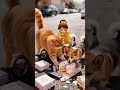 #cat #mushuklar #funny #catvideos #kucing #billi #funnycats #cute #animals #cake #lovely