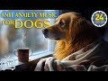 24 hours of music for dogs who are alone cure separation anxiety  calming stress relief for dogs