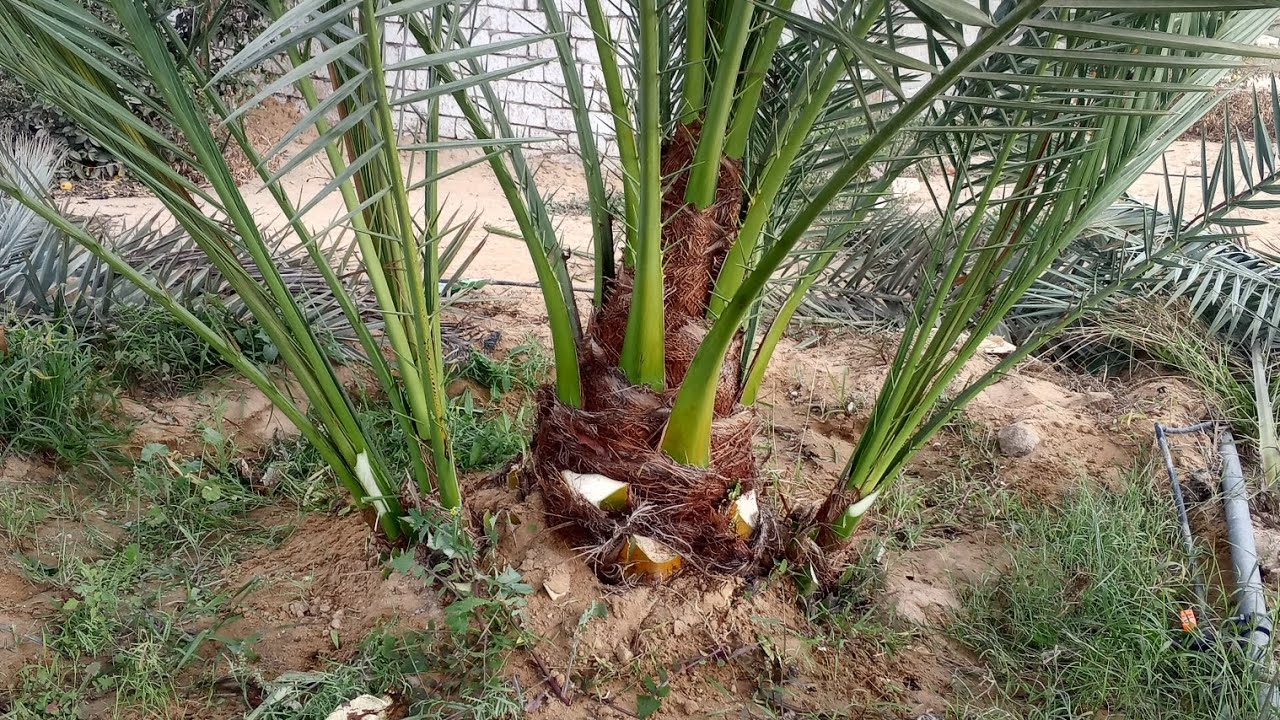 طريقه تنظيف النخل البرحي🌴