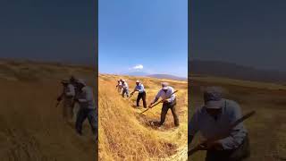 Tarımda nostaji Ekin biçmeyi özleyenler