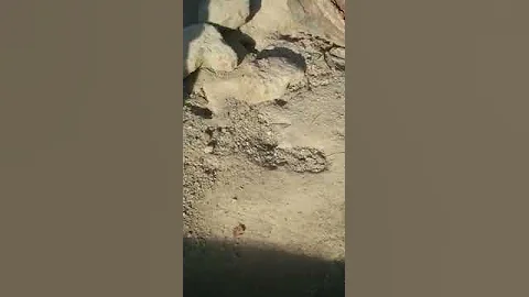 Talking Mimicking Meerkat...Simple...  (play with ...