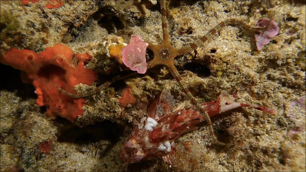 Stella serpentina (Ophioderma longicudum)