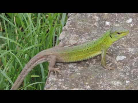 Green Lizard in Tsilkani,Georgia/მწვანე ხვლიკი წილკანში