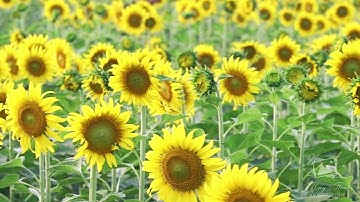 Cánh đồng hoa hướng dương thu hút du khách ở Sài Gòn