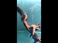 サバイバル