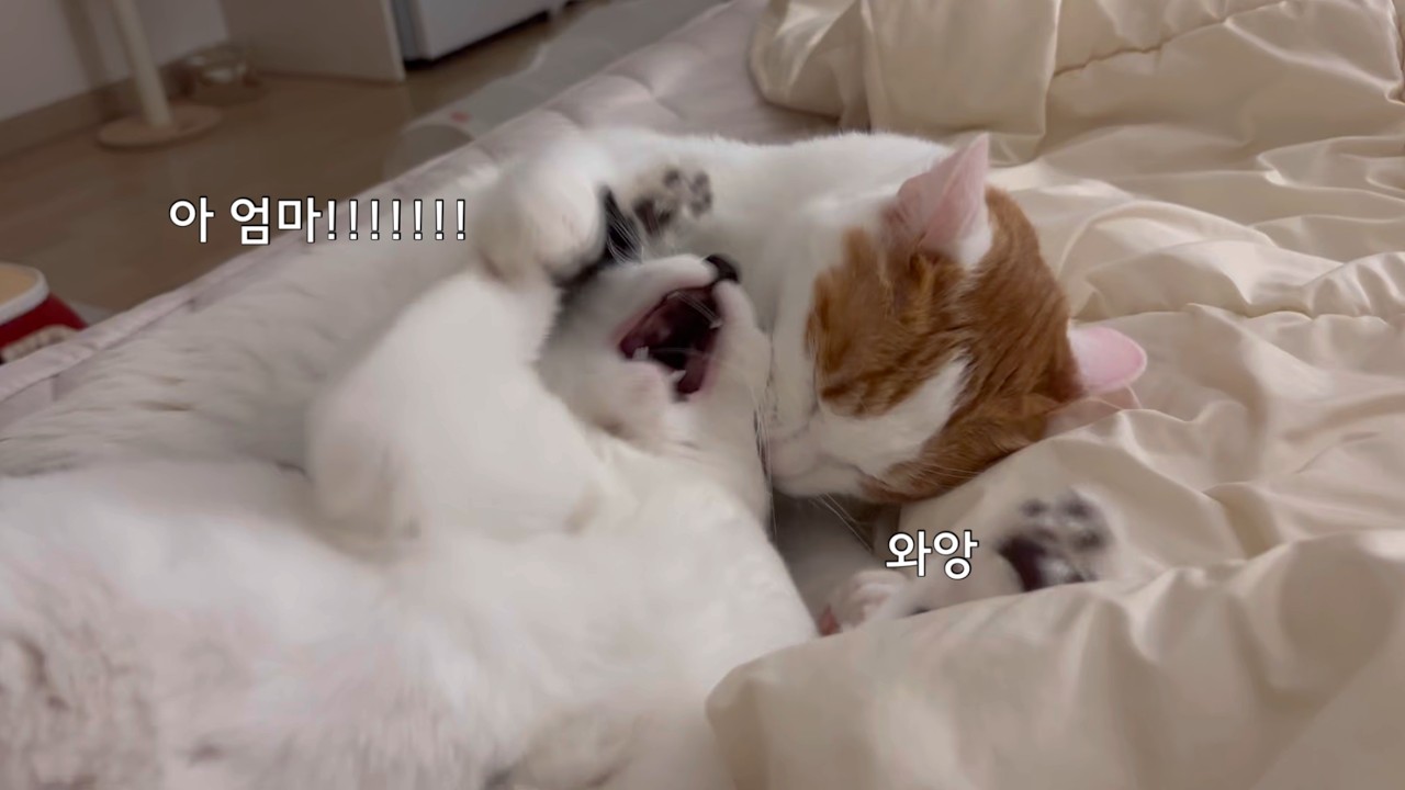 눈 구경하고 머리채 잡느라 바쁜 고양이 일상