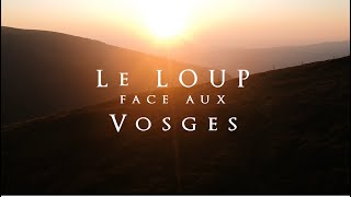 documentaire : Le loup face aux Vosges : une cohabitation possible?