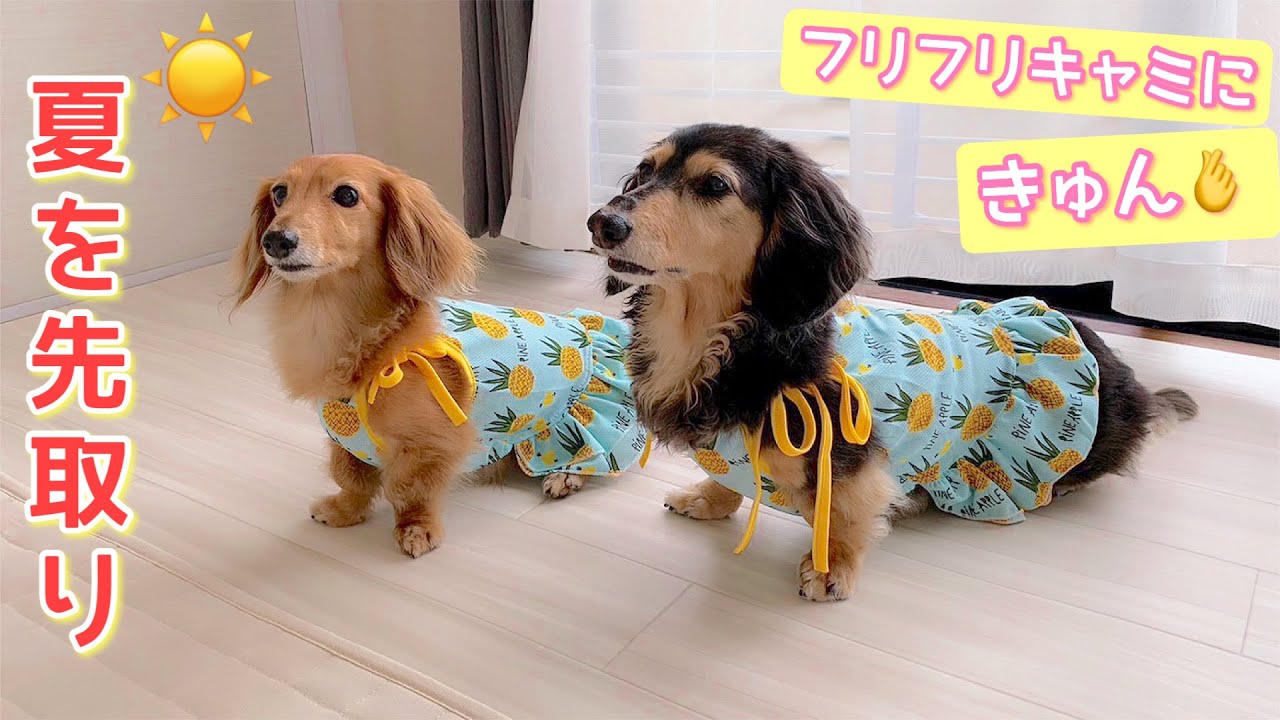 ダックスフンド】おばあちゃん犬でも～お揃い夏コーデで若返り