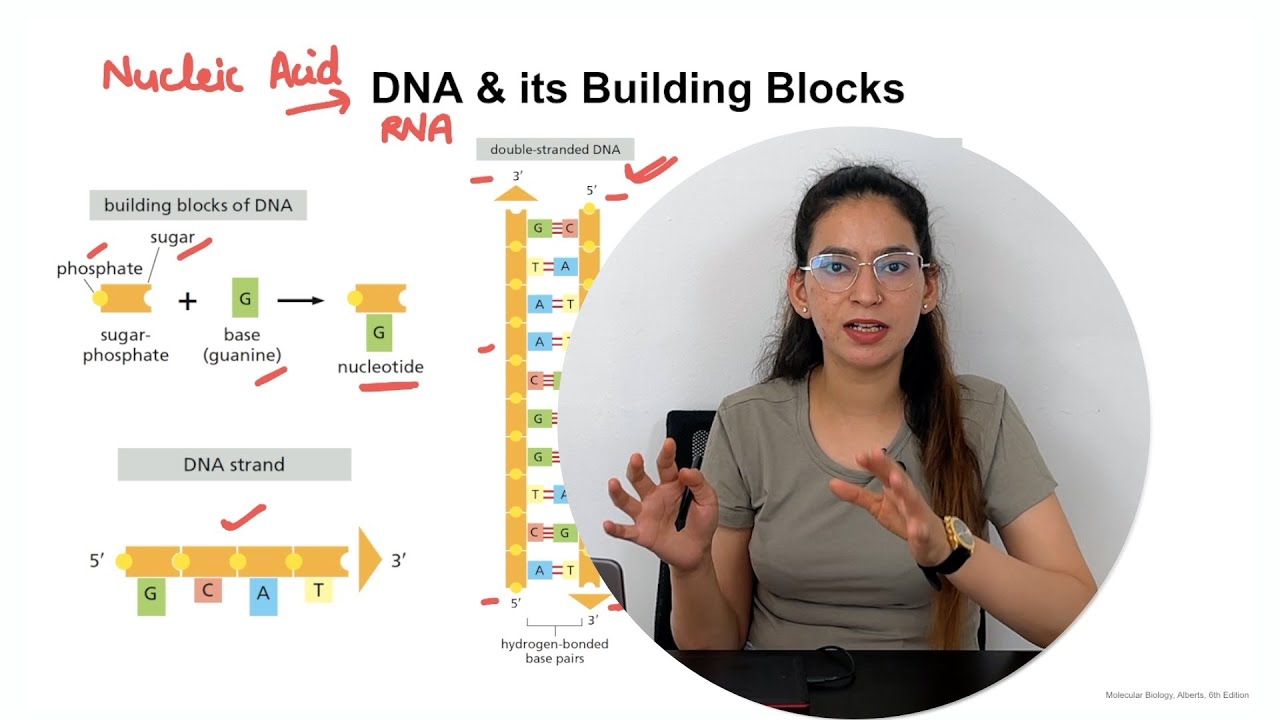 Molecular Biology Class 1: Structure and Function of DNA - YouTube