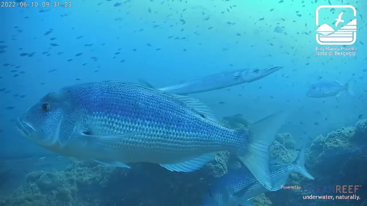 Webcam subacquea AMP Isola Bergeggi