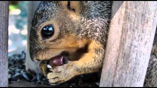 Nibbler Squirrel Gets Grapes @possum007