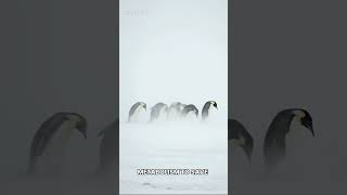 Teamwork Keeps Penguins Alive