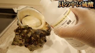 危険！！最強の貝に硫酸を入れて半日放置した結果。。。