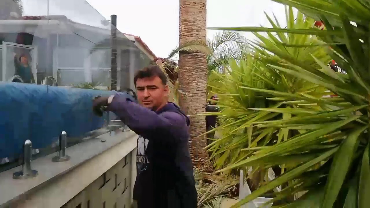 Cutting palm tree 3 - YouTube
