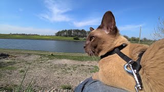 Burmese Kitten Outdoor Training (AntiFear etc.) || Burma Kätzchen Gassi Training (AntiAngst etc)