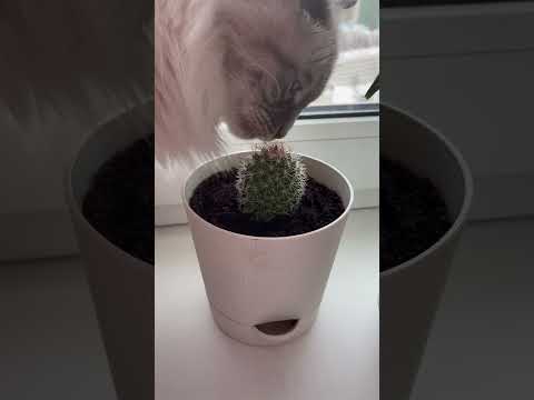 Кот Вася ест кактус - YouTube