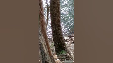 Grackle Bird  &  Bobcat-Lynx  looking 4 food along the Harpeth River, Tennessee USA 🎶#lynx #grackles