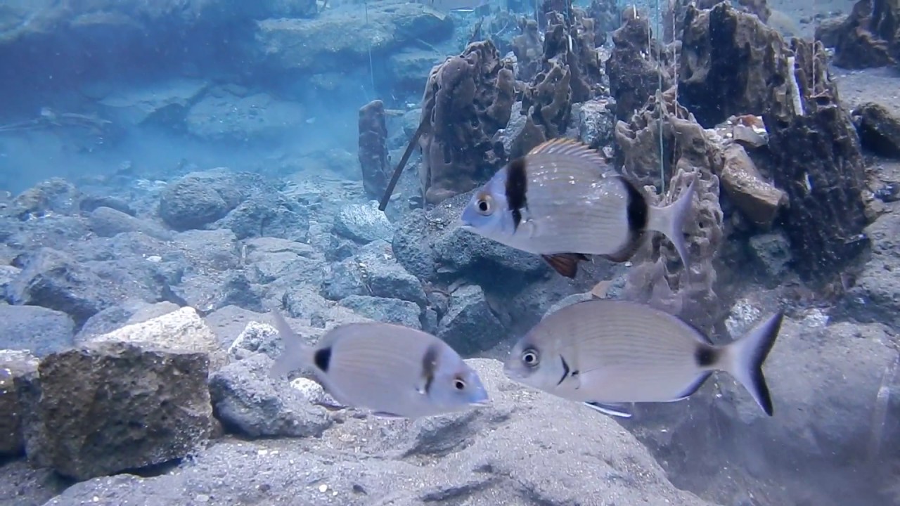 Ischia per l'Unesco - Aenaria, la città sommersa