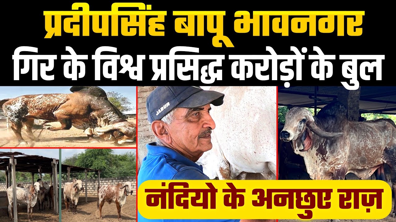 दुनिया में गिर का लोहा मनाने वाले Pradip Singh Bapu के बुल, Bhavnagar Bloodline की अद्भुत गौशाला
