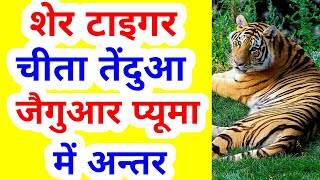 What is the difference among lion,tiger,cheetah,leopard, jaguar and puma ? | In Hindi |