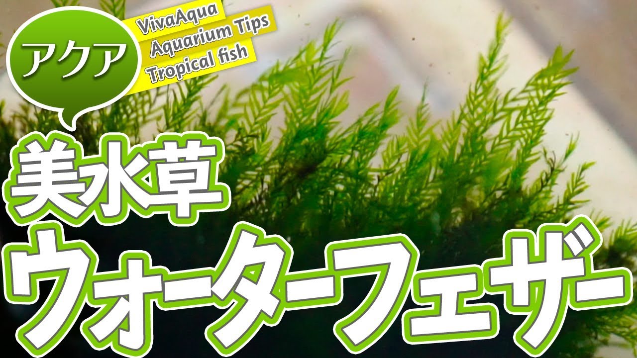 水草 増えたウォーターフェザーを流木に巻き直す Aquarium Youtube