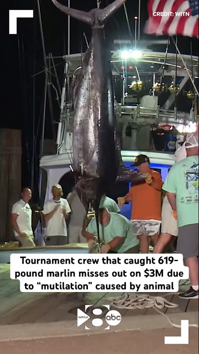 An absolutely giant blue marlin caught by @shoesportfishing fished measured  at 137 inches 