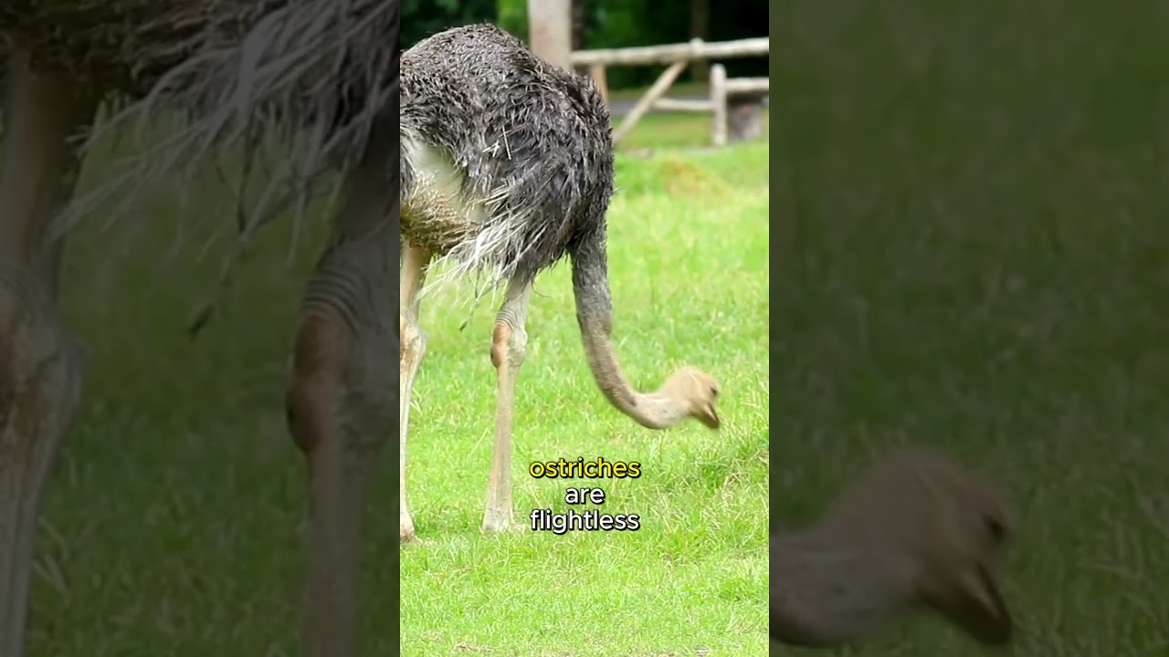 Amazing Facts about Ostriches