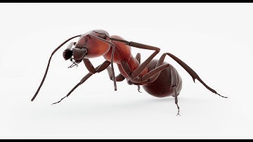 Animated Ant 3D model