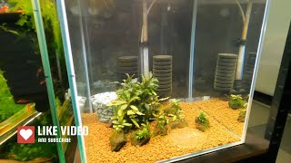 Your Bee Shrimp Are Struggling? Heres Why @MarksShrimpTanks