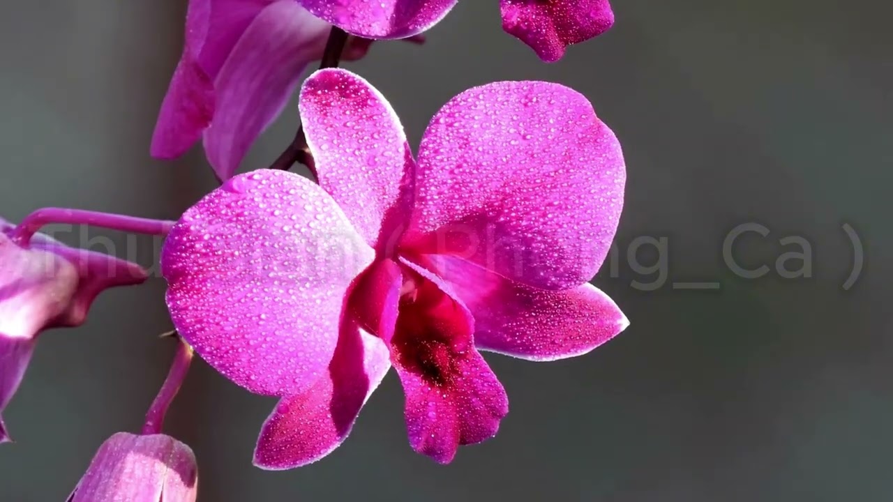 Listen to Chill Music with Phong_Ca 🎶 | Relax, Feel & Let Go.