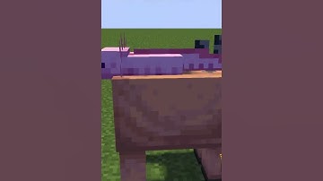 Axolotl VS Hoglin 😂 {Minecraft Animation}
