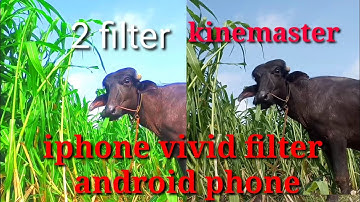 How to add iphone vivid  filter In android phone  kinemaster  video editing for reels and tiktok