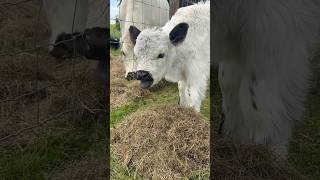 Download Lagu Baby calf Victorino tries to nibble hay #calf #cow #minicow #minikoe #koe #koetjes #minikoetjes MP3