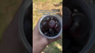 Genuine Goodness Unlock Health Gym Gains