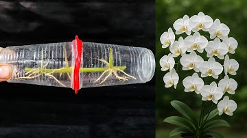 Secret to Easily Propagating Orchids Right on the Branch and Blooming All Year Round!