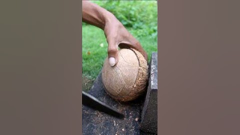 Scooping dry coconuts from their shells