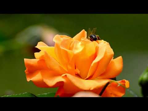 سورة الواقعة بصوت القارئ العذب هزاع البلوشي ومناظر طبيعية رائعة Full HD 