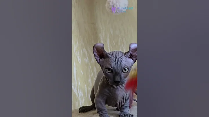 Video 10084001: sphynx kittens blue, sphynx male kitten