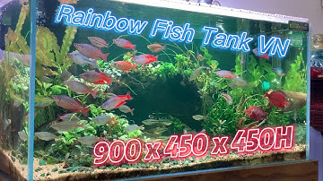 Rainbow Fish Tank - Hồ Cá Cầu Vồng Lọc Thùng 900 x 450 x 450H - Nguyễn Đình Giao Long