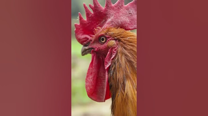 Nine Chicken White Bone Claws, Do You Want To Learn It  This Tastes Really Good！