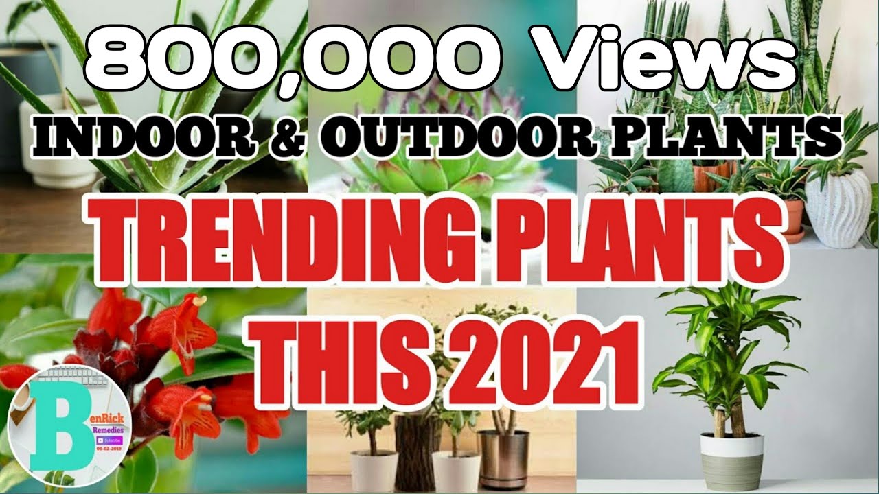 TRENDING PLANTS THIS 2021 INDOOR & OUTDOOR PLANTS YouTube