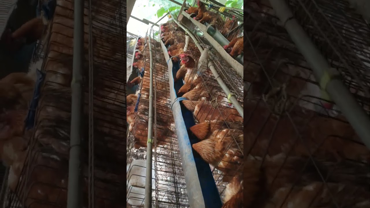 This is called speedy eating. 