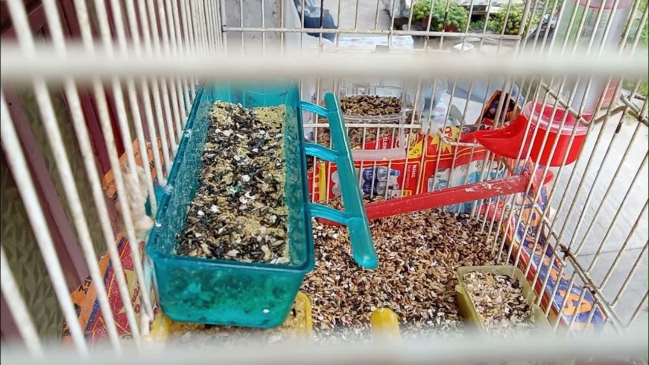 ΤΑ ΕΛΛΗΝΙΚΑ ΚΑΝΑΡΙΝΙΑ ΦΩΝΗΣ από Γόνιμα Υβρίδια Καναρινιών ΟΚΤ  2024  ΜΠΑΜΠΑΛΙΣΜΑΤΑ με το Clipchamp